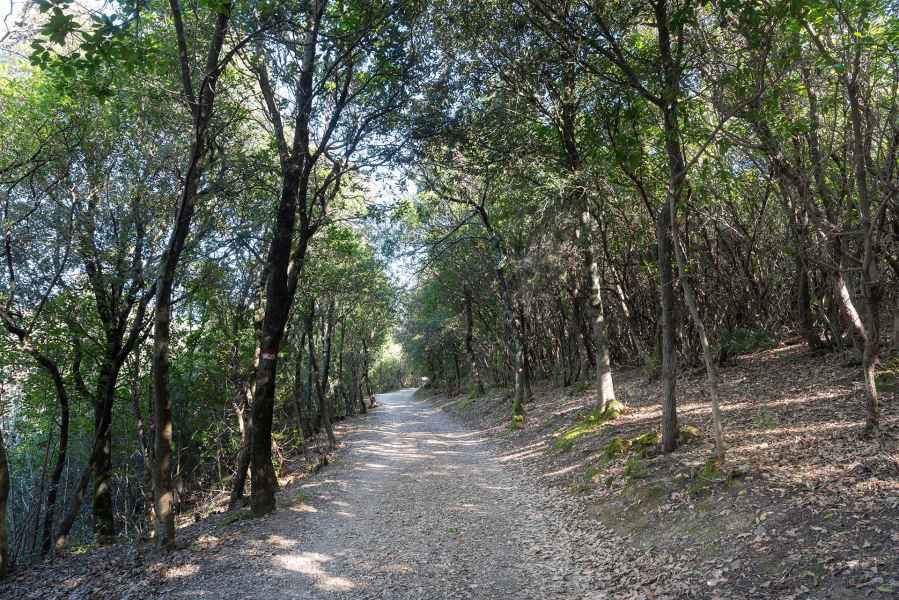 Viottolo nel bosco, Pietra, Montaione