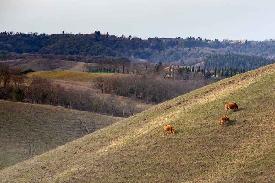 Colline a Santo Stefano, Montaione