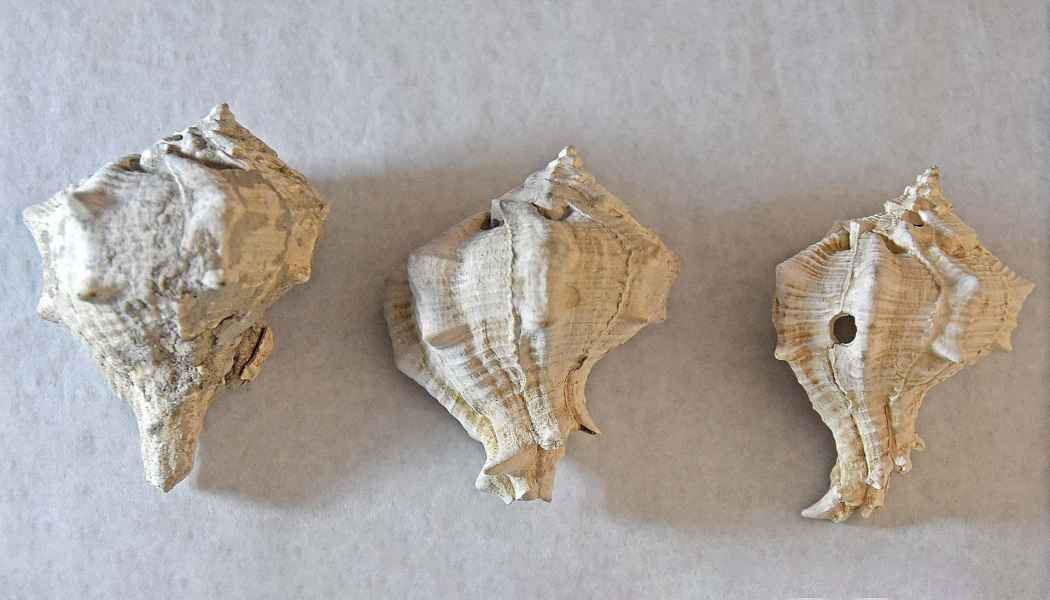 Bolinus brandaris. Esemplari di "nichi di Collegonzi", Cenozoico-Pliocene, Museo Ideale Leonardo da Vinci, Vinci