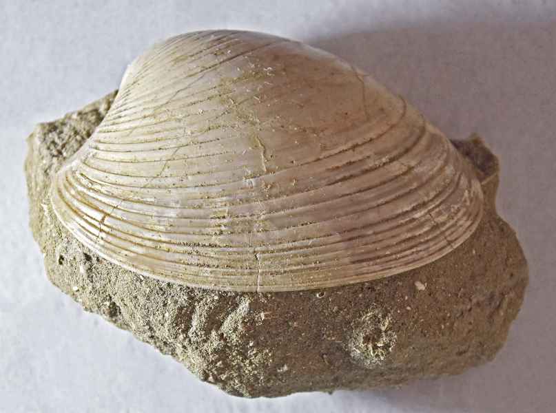 Callista italica. Esemplari di "nichi di Collegonzi", Cenozoico-Pliocene, Museo Ideale Leonardo da Vinci, Vinci