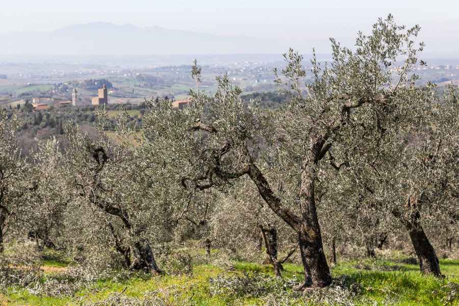 Panorama da San Lorenzo in Arniano, Vinci