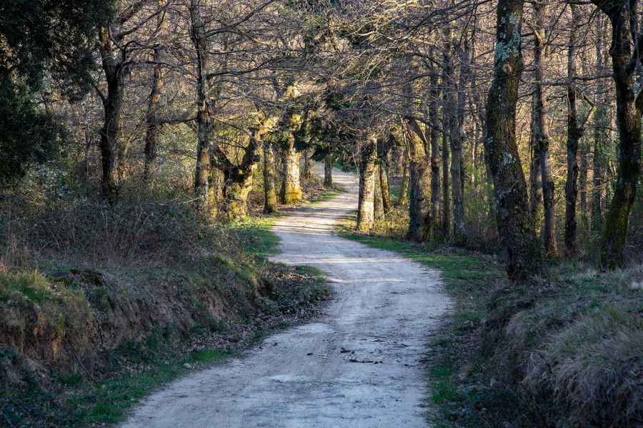 Stradina sterrata nel bosco sulla Torre di Sant