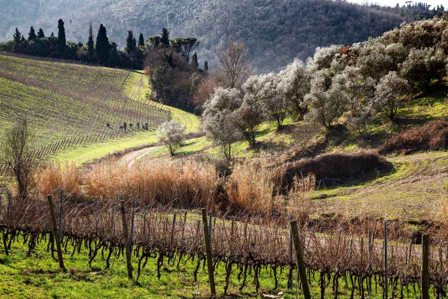Vista dei vigneti nel Barco Reale, Carmignano
