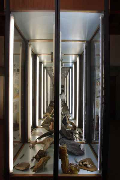Museo Civico di Paleontologia di Empoli