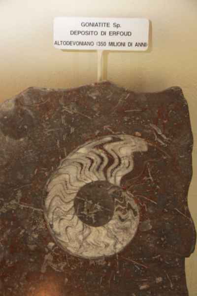 Museo Civico di Paleontologia di Empoli