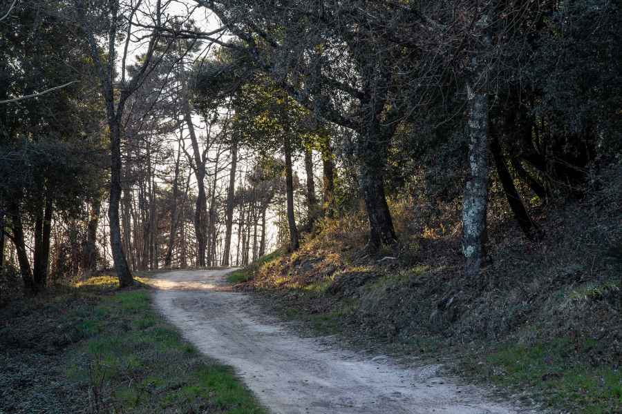 Small road in the woods, Tower of Sant