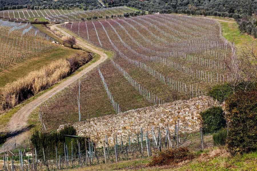 View of the vineyards, Barco Reale, Carmignano
