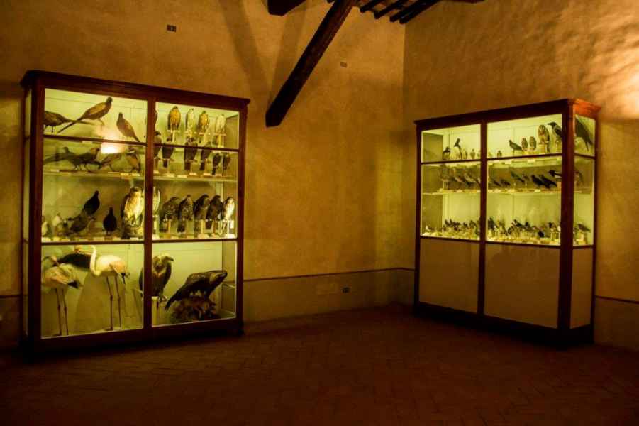 Civic Museum of Fucecchio: Ornithological Hall