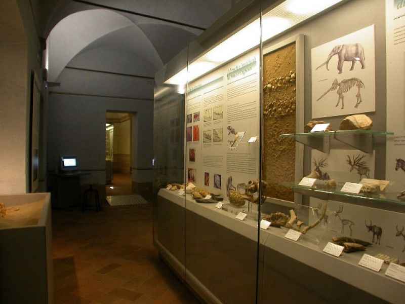 Civic Museum of Fucecchio: Paleontological Hall