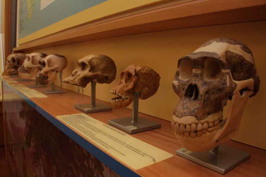 Paleontological Museum of Empoli