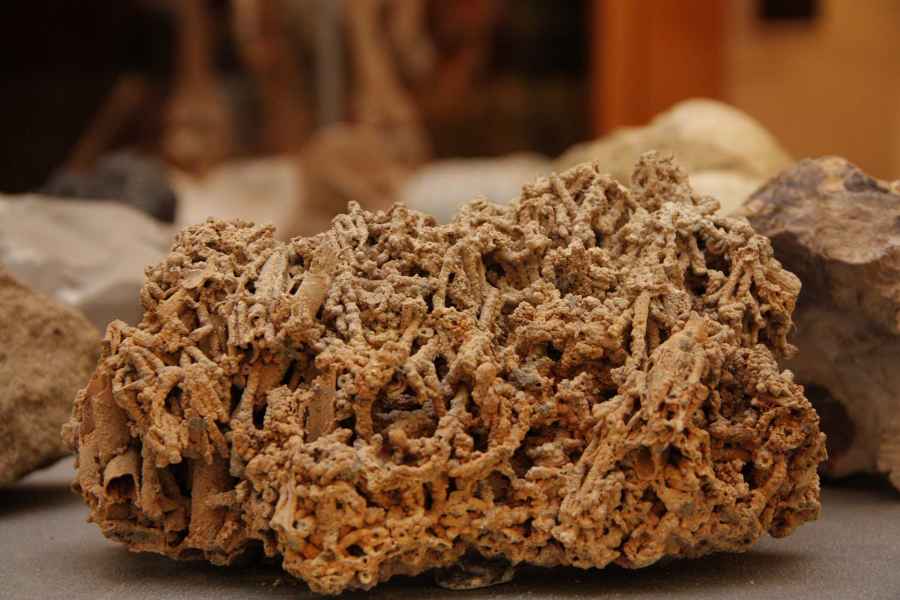 Paleontological Museum of Empoli