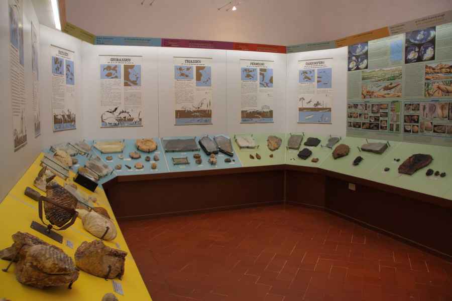Room in the Paleontological Museum of Empoli