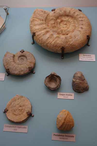 Paleontological Museum of Empoli