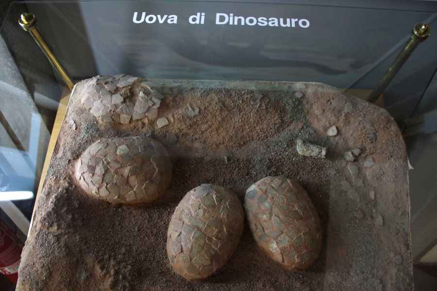 Dinosaur Eggs, Room "Sciences of the earth" in the Paleontological Museum of Empoli