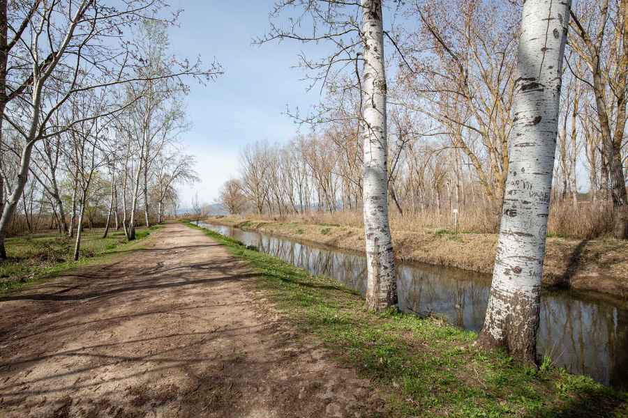 View of the Fucecchio Marsh