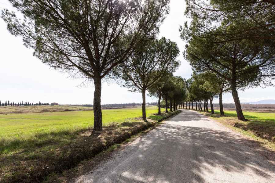 View of the Fucecchio Marsh