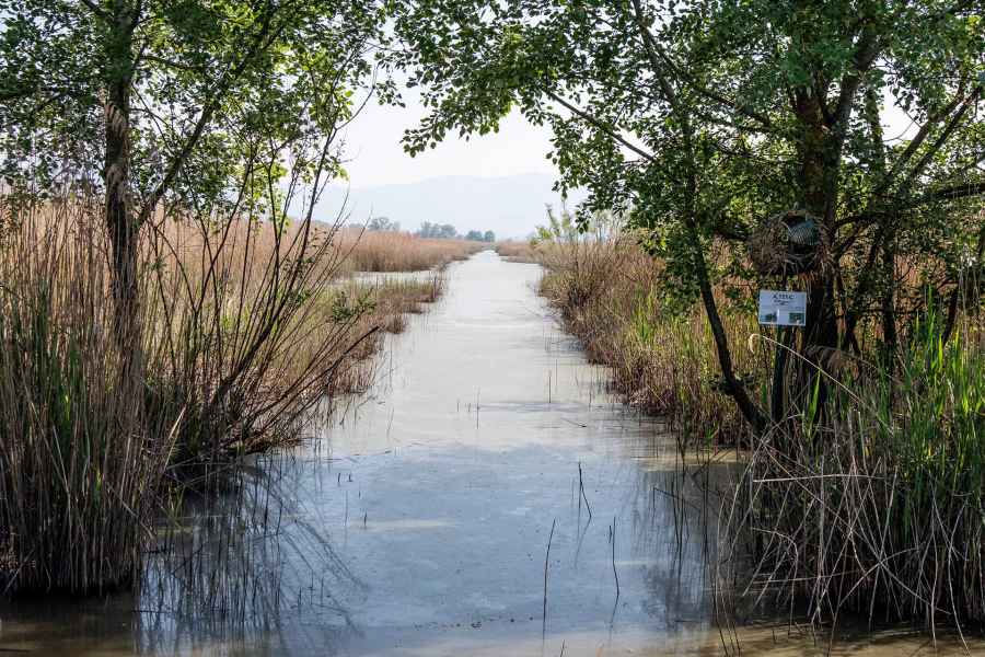 View of the Fucecchio Marsh
