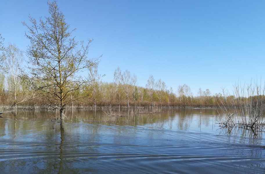 View of the Fucecchio Marsh 