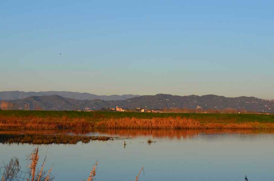 View of the Fucecchio Marsh