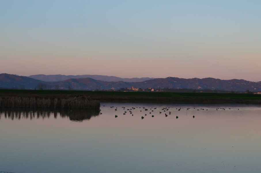 View of the Fucecchio Marsh
